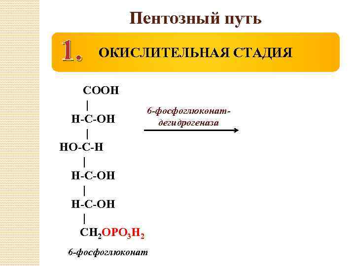 Пентозный путь 1. ОКИСЛИТЕЛЬНАЯ СТАДИЯ СООН | 6 -фосфоглюконат. Н-С-ОН дегидрогеназа | НО-С-Н |
