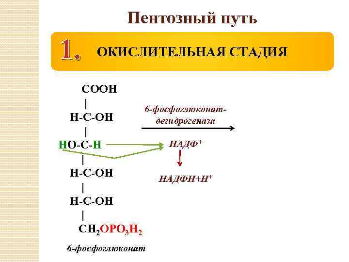 Пентозный путь 1. ОКИСЛИТЕЛЬНАЯ СТАДИЯ СООН | 6 -фосфоглюконат. Н-С-ОН дегидрогеназа | НАДФ+ НО-С-Н