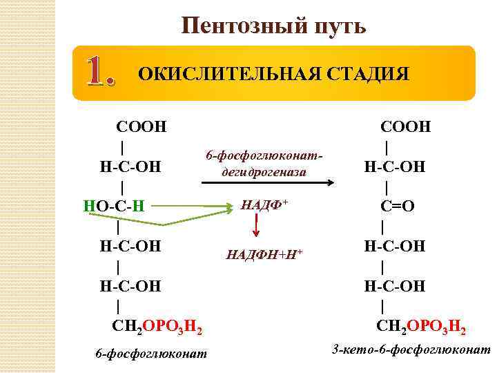 Пентозный путь 1. ОКИСЛИТЕЛЬНАЯ СТАДИЯ СООН | 6 -фосфоглюконат. Н-С-ОН дегидрогеназа | НАДФ+ НО-С-Н