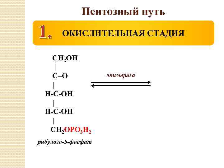 Пентозный путь 1. ОКИСЛИТЕЛЬНАЯ СТАДИЯ СН 2 ОН | С=О | Н-С-ОН | СН