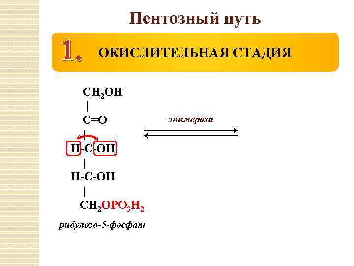 Пентозный путь 1. ОКИСЛИТЕЛЬНАЯ СТАДИЯ СН 2 ОН | С=О | Н-С-ОН | СН