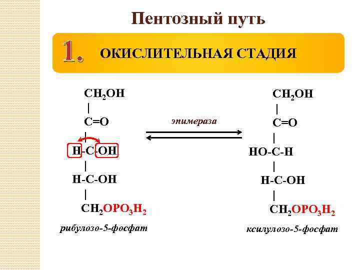 Пентозный путь 1. ОКИСЛИТЕЛЬНАЯ СТАДИЯ СН 2 ОН | С=О | Н-С-ОН | СН