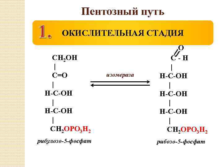 Пентозный путь 1. ОКИСЛИТЕЛЬНАЯ СТАДИЯ СН 2 ОН | С=О | Н-С-ОН | СН