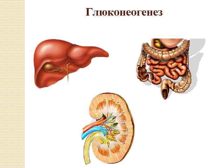 Глюконеогенез 