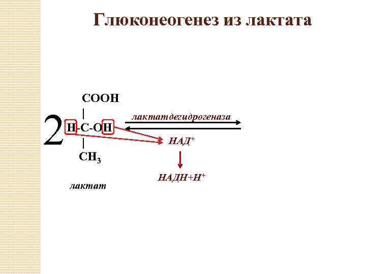Глюконеогенез из лактата 2 СООН | Н-С-ОН | СН 3 лактатдегидрогеназа НАД+ НАДН+Н+ 