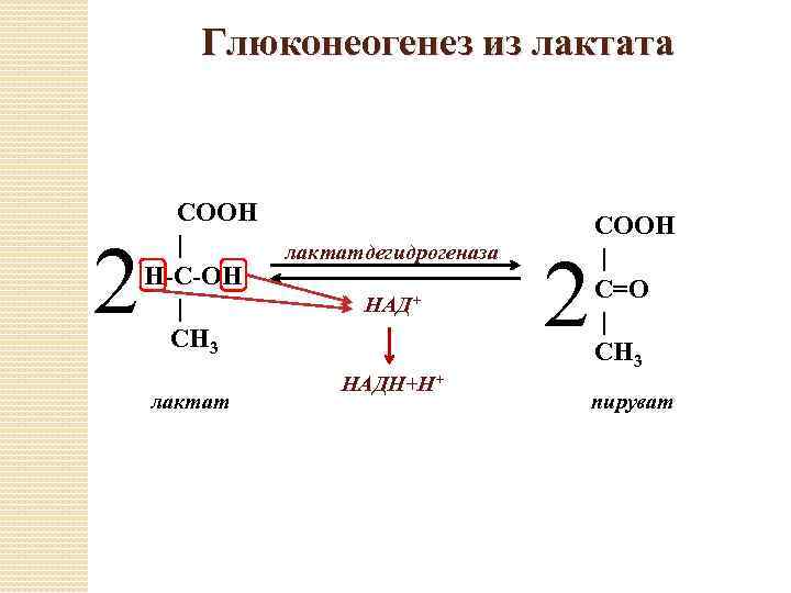 Глюконеогенез из лактата схема