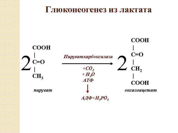 Схема образования лактата