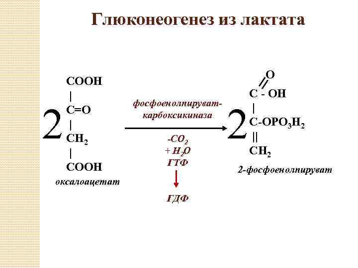 Глюконеогенез из лактата схема