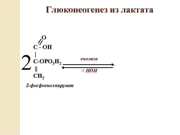 Глюконеогенез из лактата О 2 С - ОН | С-ОРО 3 Н 2 ||