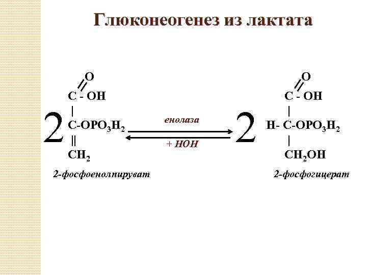 Схема образования лактата