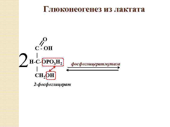 Глюконеогенез из лактата О 2 С - ОН | Н-С-ОРО 3 Н 2 |