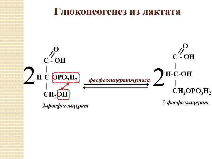 Глюконеогенез реакции биохимия