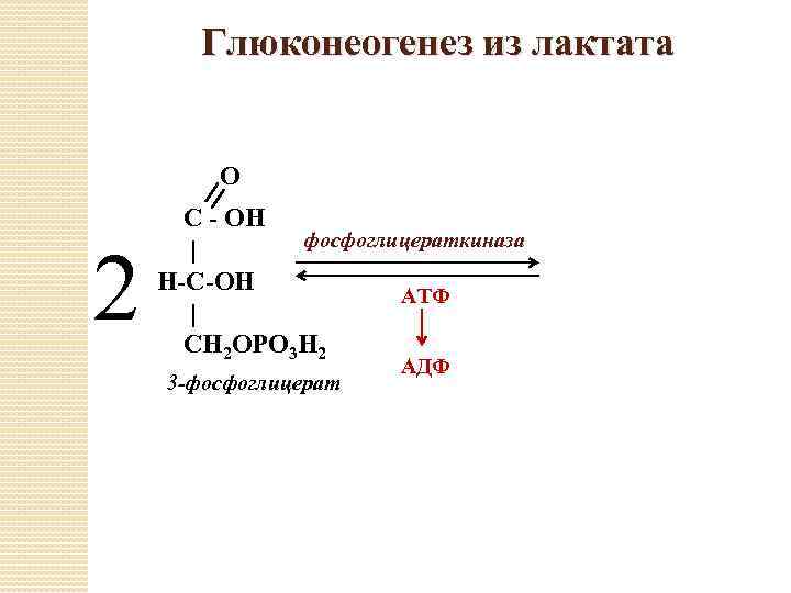Глюконеогенез из лактата О 2 С - ОН фосфоглицераткиназа | Н-С-ОН АТФ | СН