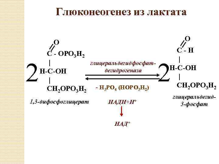 Схема образования лактата