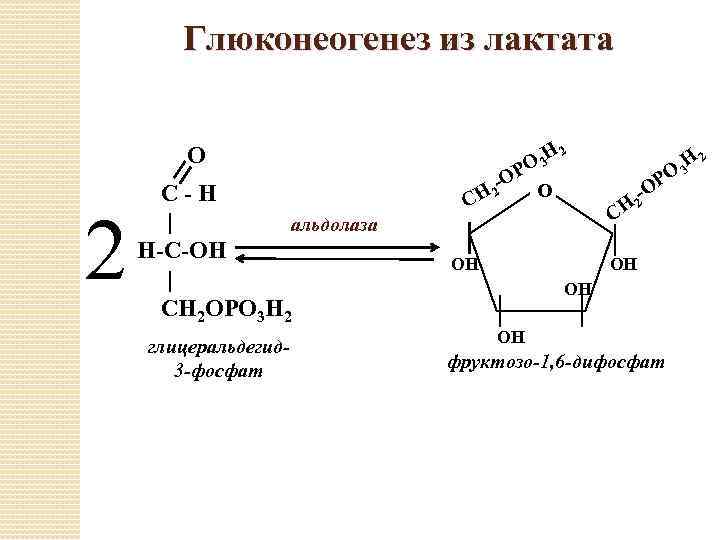 Фруктозо 6 дифосфат. Глюкоза из лактата. Образование фруктозо 6 фосфата в глюконеогенезе. Альдольное расщепление фруктозо-1.6-дифосфата. Превращение фосфоенолпирувата в глюкозу.