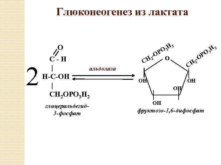 Образование глюкозы. Фруктозо 1 6 дифосфат альдолаза. Превращение фруктозо-6-фосфата во фруктозо-1.6-дифосфат. Фруктозо-1,6-дифосфат лактата. Фруктозо 6 фосфат в глицеральдегид 3 фосфат.