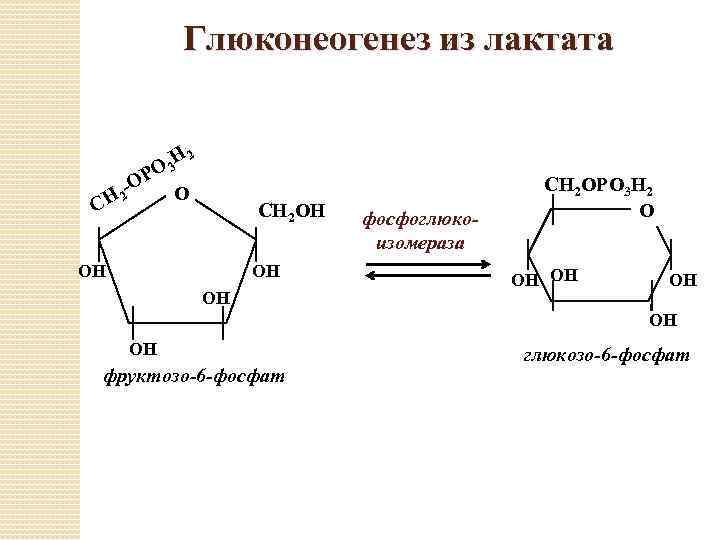 Глюконеогенез из лактата Н 2 О 3 Р -О О Н 2 С СН