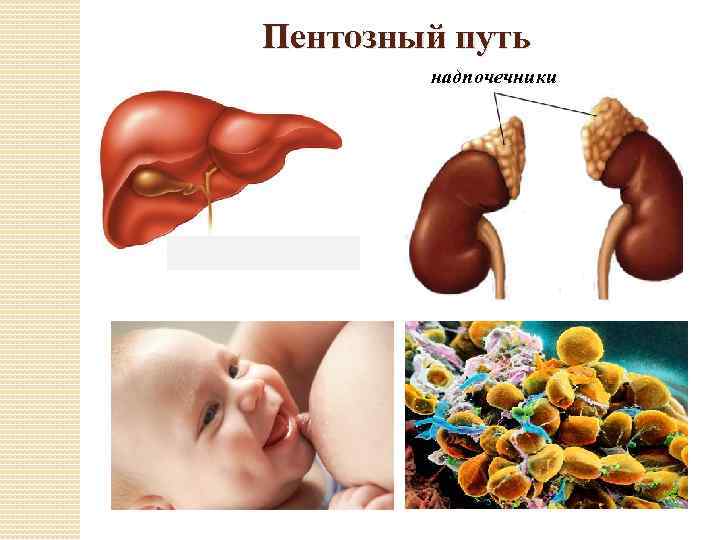 Пентозный путь надпочечники 