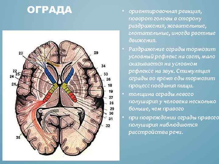 ОГРАДА • ориентировочная реакция, поворот головы в сторону раздражения, жевательные, глотательные, иногда рвотные движения.