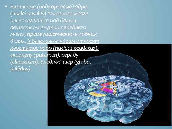  • Базальные (подкорковые) ядра (nuclei basales) головного мозга располагаются под белым веществом внутри