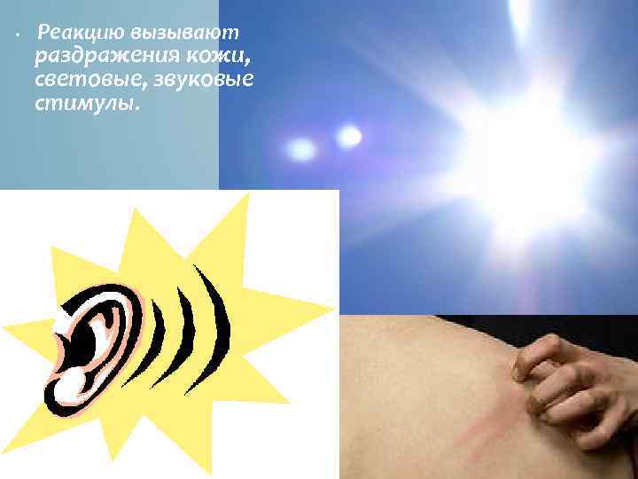  • Реакцию вызывают раздражения кожи, световые, звуковые стимулы. 