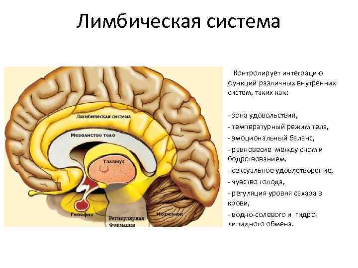 Лимбическая система фото