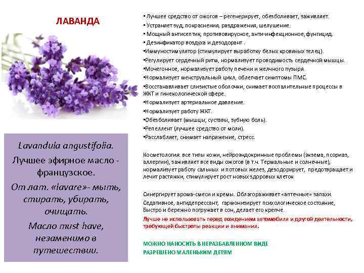 ЛАВАНДА Lavandula angustifolia. Лучшее эфирное масло - французское. От лат. «lavare» - мыть, стирать,