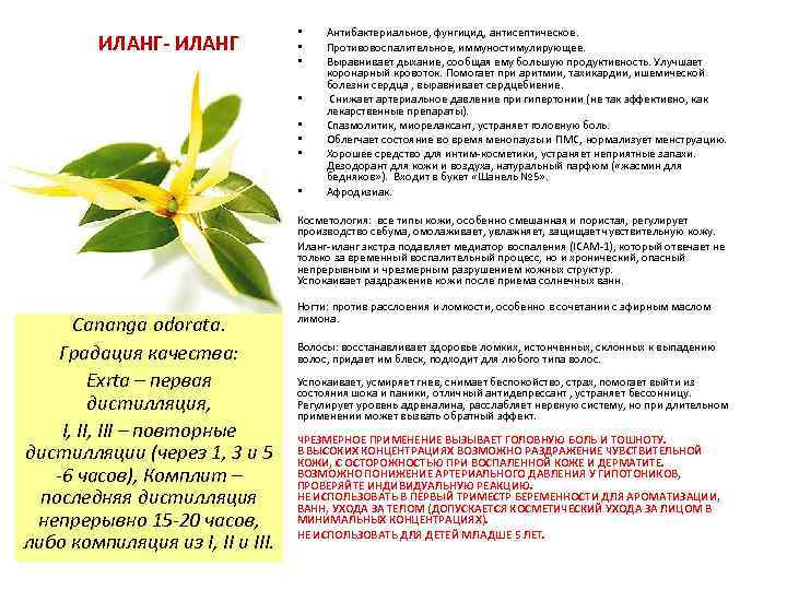 ИЛАНГ- ИЛАНГ • • Антибактериальное, фунгицид, антисептическое. Противовоспалительное, иммуностимулирующее. Выравнивает дыхание, сообщая ему большую