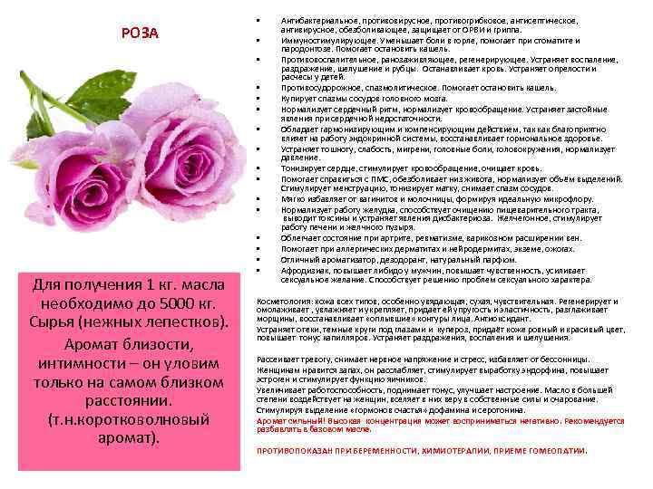 РОЗА • • • Rosa damascena. Для получения 1 кг. масла необходимо до 5000
