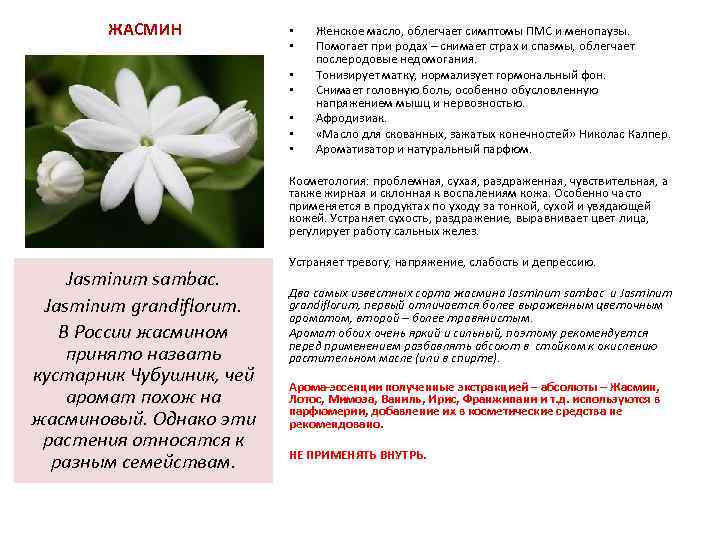ЖАСМИН • • Женское масло, облегчает симптомы ПМС и менопаузы. Помогает при родах –