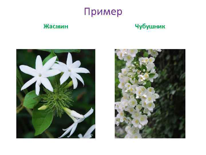 Пример Жасмин Чубушник 