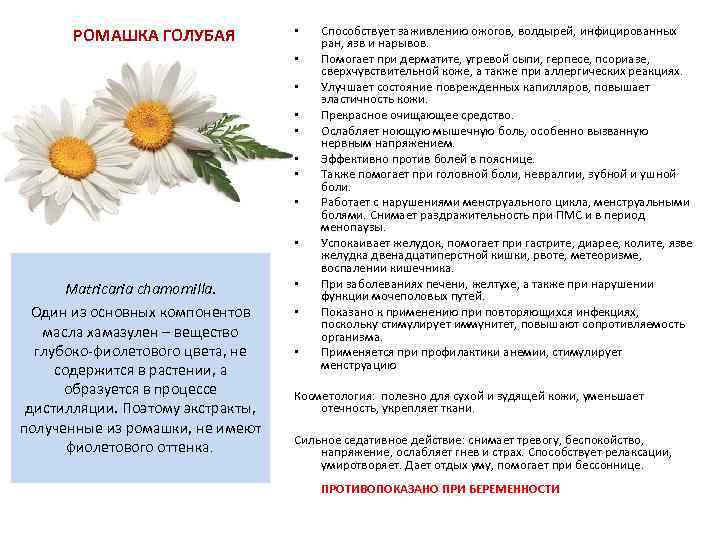 РОМАШКА ГОЛУБАЯ • • • Matricaria chamomilla. Один из основных компонентов масла хамазулен –