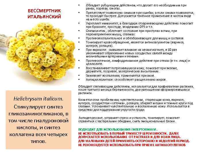  • БЕССМЕРТНИК ИТАЛЬЯНСКИЙ • • • Helichrysum italicum. Стимулирует синтез гликозаминогликанов, в том