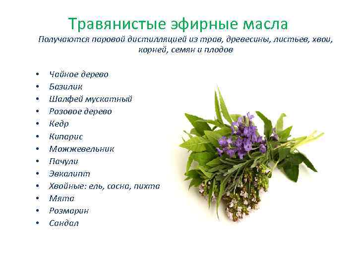 Травянистые эфирные масла Получаются паровой дистилляцией из трав, древесины, листьев, хвои, корней, семян и