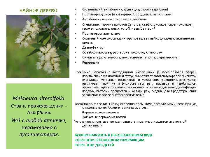 ЧАЙНОЕ ДЕРЕВО • • • Melaleuca alternifolia. Страна происхождения – Австралия. № 1 в