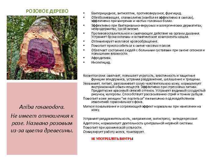 РОЗОВОЕ ДЕРЕВО • • • Aniba rosaeodora. Не имеет отношения к розе. Названо розовым