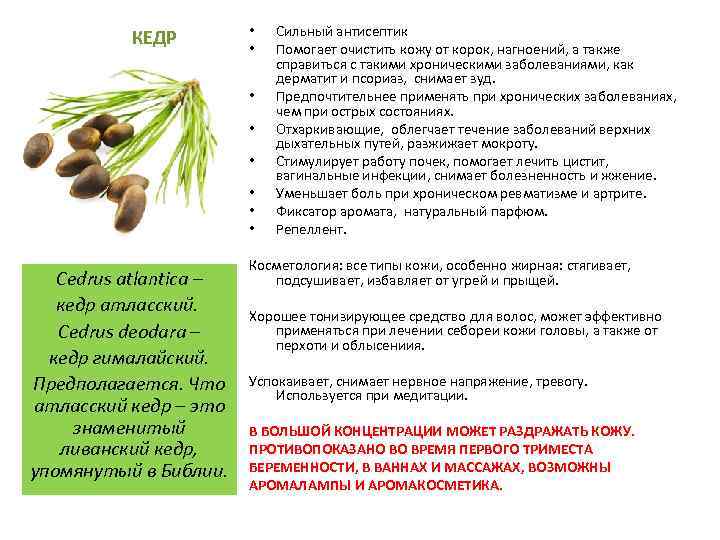 КЕДР • • Cedrus atlantica – кедр атласский. Cedrus deodara – кедр гималайский. Предполагается.