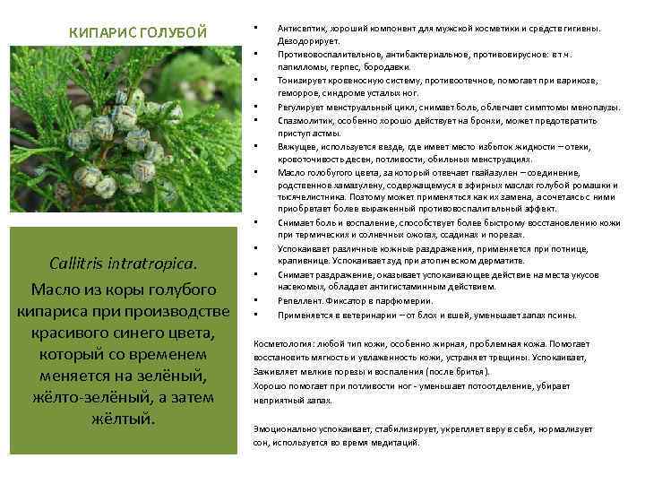 КИПАРИС ГОЛУБОЙ • • Callitris intratropica. Масло из коры голубого кипариса при производстве красивого