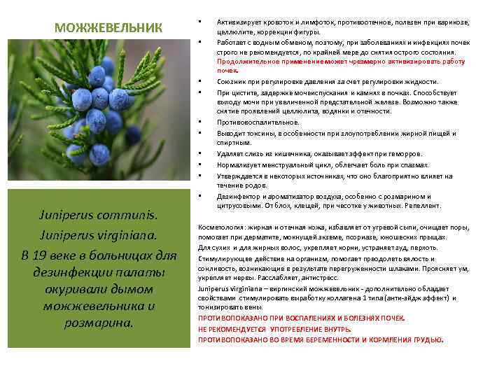 МОЖЖЕВЕЛЬНИК • • • Juniperus communis. Juniperus virginiana. В 19 веке в больницах для