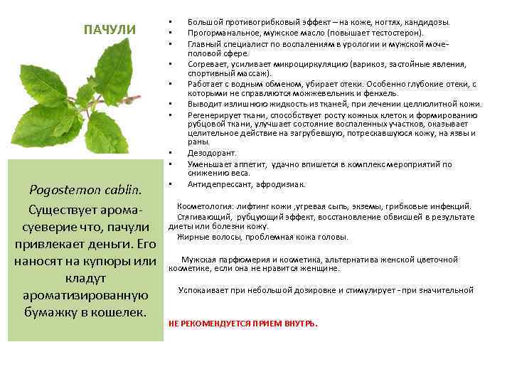 ПАЧУЛИ • • • Pogostemon cablin. Существует аромасуеверие что, пачули привлекает деньги. Его наносят