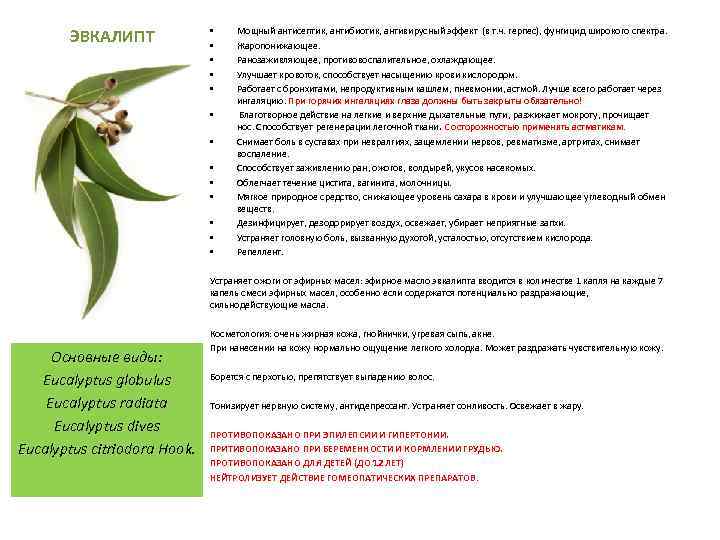 ЭВКАЛИПТ • • • • Мощный антисептик, антибиотик, антивирусный эффект (в т. ч. герпес),