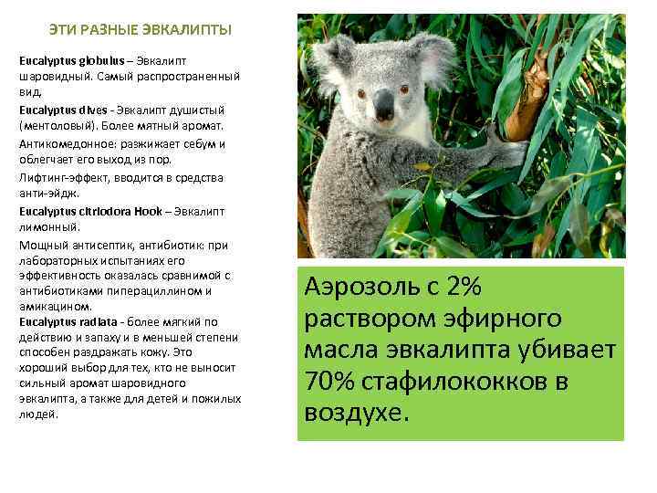 ЭТИ РАЗНЫЕ ЭВКАЛИПТЫ Eucalyptus globulus – Эвкалипт шаровидный. Самый распространенный вид. Eucalyptus dives -