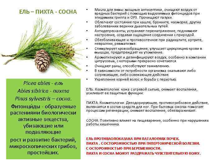 ЕЛЬ – ПИХТА - СОСНА • • Picea abies - ель Abies sibirica -