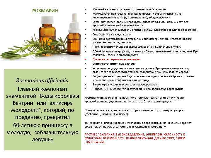 РОЗМАРИН • • • Rosmarinus officinalis. Главный компонент знаменитой "Воды королевы Венгрии" или "эликсира