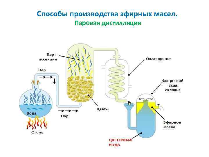 Способы производства эфирных масел. Паровая дистилляция 