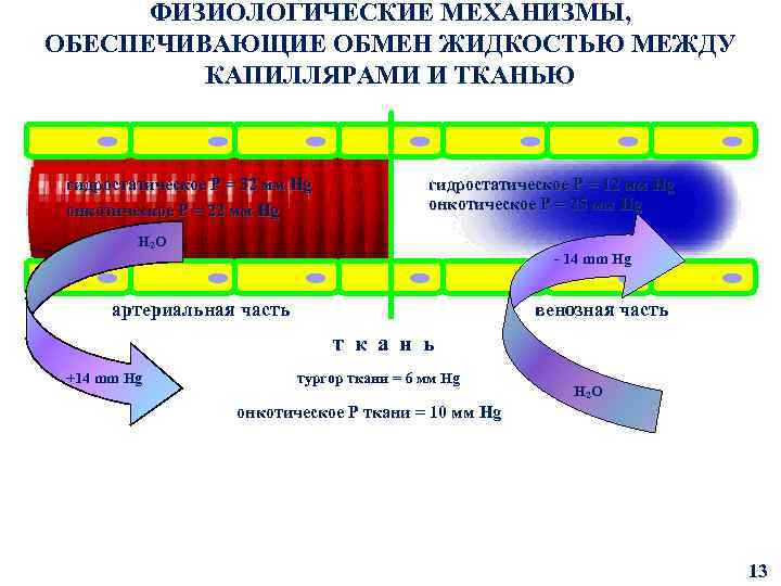 ФИЗИОЛОГИЧЕСКИЕ МЕХАНИЗМЫ, ОБЕСПЕЧИВАЮЩИЕ ОБМЕН ЖИДКОСТЬЮ МЕЖДУ КАПИЛЛЯРАМИ И ТКАНЬЮ гидростатическое Р = 32 мм