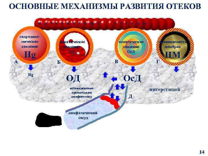 ОСНОВНЫЕ МЕХАНИЗМЫ РАЗВИТИЯ ОТЕКОВ к р о в е н о с н ы