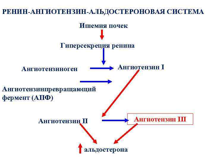 Ренин ангиотензин альдостероновая система презентация