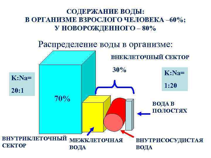 СОДЕРЖАНИЕ ВОДЫ: В ОРГАНИЗМЕ ВЗРОСЛОГО ЧЕЛОВЕКА – 60%; У НОВОРОЖДЕННОГО – 80% Распределение воды