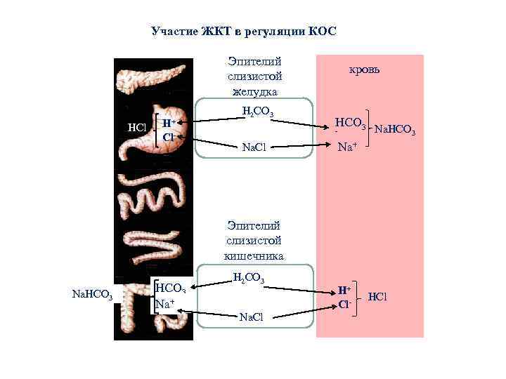 Участие ЖКТ в регуляции КОС Эпителий слизистой желудка HCl H+ Cl- Н 2 СО